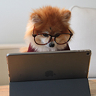 dog140.jpg